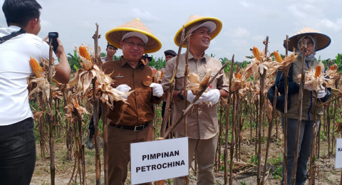Bersama Gubernur, Kapolda, Danrem dan Bupati Tanjabtim, SKK Migas—PetroChina Hadiri Panen Raya Jagung Serentak Kuartal III 2025